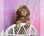 Small #1 Poodle (Toy)
