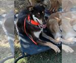 Small #1 Doberman Pinscher-Siberian Husky Mix