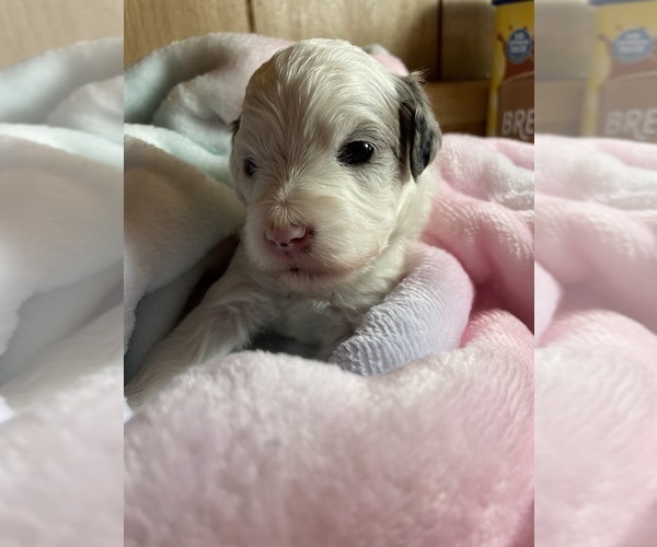Medium Photo #11 Cavapoo Puppy For Sale in LAFAYETTE, TN, USA