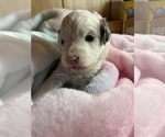 Small Photo #11 Cavapoo Puppy For Sale in LAFAYETTE, TN, USA