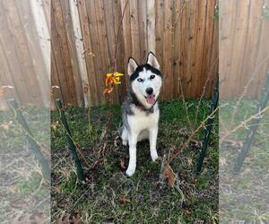 Siberian Husky Dogs for adoption in Carrollton, TX, USA