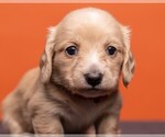Small Photo #23 Dachshund Puppy For Sale in CROWLEY, TX, USA
