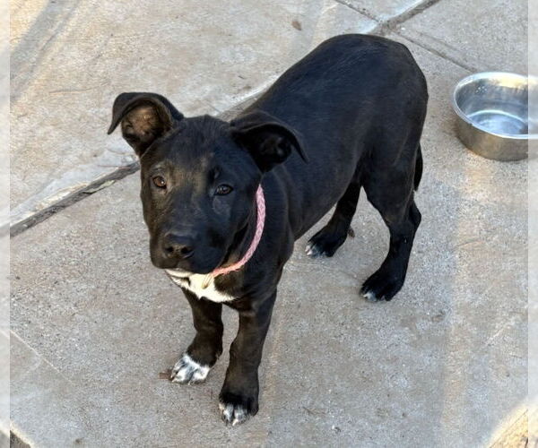 Medium Photo #8 Labrador Retriever-Unknown Mix Puppy For Sale in Rockaway, NJ, USA