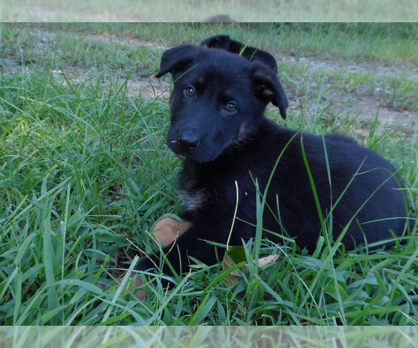 Medium Photo #14 Shepweiller Puppy For Sale in MC INTYRE, GA, USA