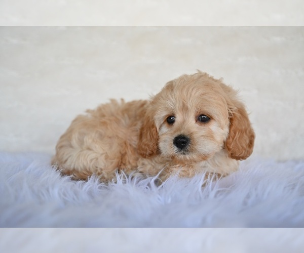 Medium Photo #4 Cock-A-Poo Puppy For Sale in MILLERSBURG, OH, USA