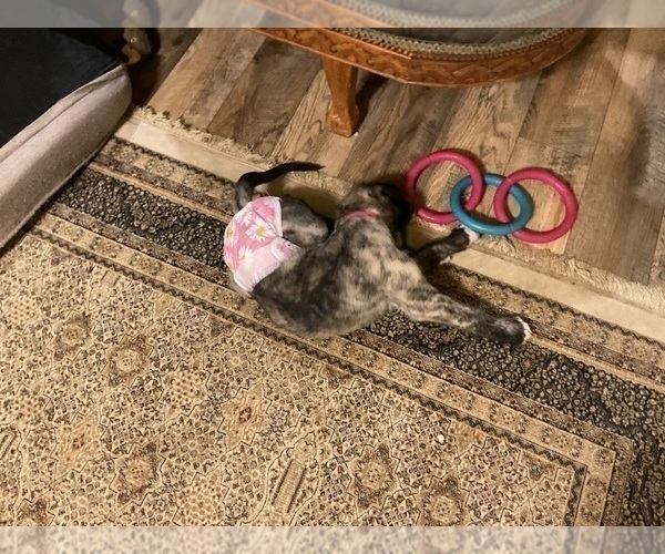 Medium Photo #7 Irish Wolfhound Puppy For Sale in BERESFORD, SD, USA