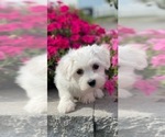 Small #10 Coton de Tulear