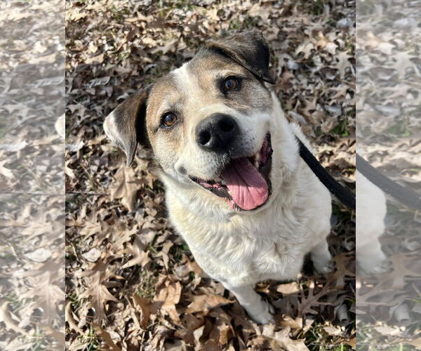 Medium Photo #3 Australian Shepherd-Unknown Mix Puppy For Sale in Munford, TN, USA