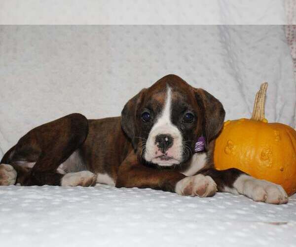Medium Photo #5 Boxer Puppy For Sale in SHIPSHEWANA, IN, USA