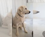 Small #7 Great Pyrenees