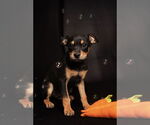 Small #9 American Staffordshire Terrier-Chihuahua Mix