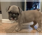 Puppy 1 French Bulldog