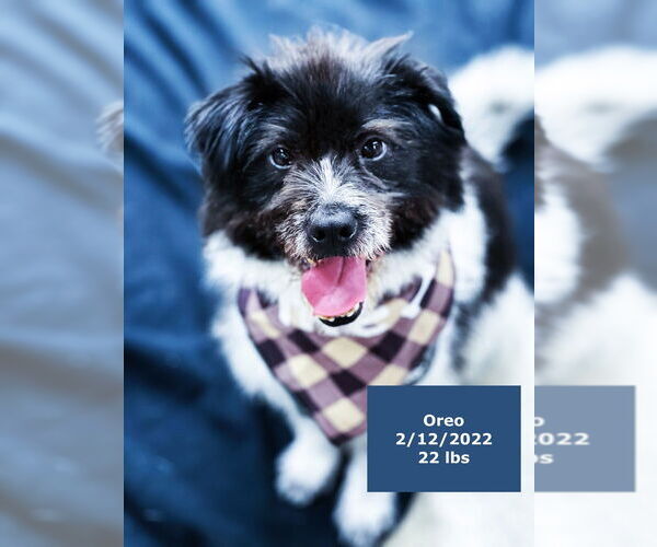 Medium Photo #7 Mutt Puppy For Sale in West Hollywood, CA, USA