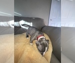 Small Photo #8 American Bully Puppy For Sale in LUBBOCK, TX, USA