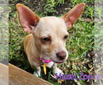 Small #14 Chiweenie