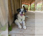 Small #5 Australian Shepherd