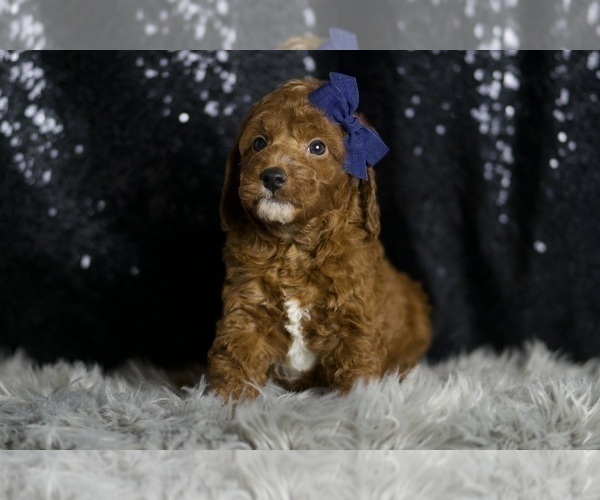 Medium Photo #4 Goldendoodle (Miniature) Puppy For Sale in WARSAW, IN, USA