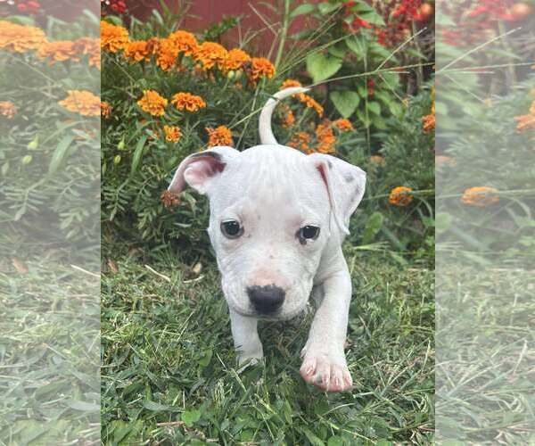 Medium Photo #1 Staffordshire Bull Terrier-Unknown Mix Puppy For Sale in pomfret, CT, USA