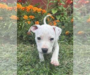 Staffordshire Bull Terrier-Unknown Mix Dogs for adoption in pomfret, CT, USA