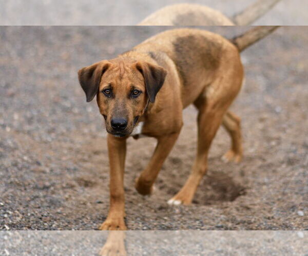 Medium Photo #3 Coonhound-Labrador Retriever Mix Puppy For Sale in Webster, WI, USA