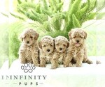 Small #1 Poodle (Toy)