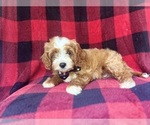 Small #2 Cavapoo