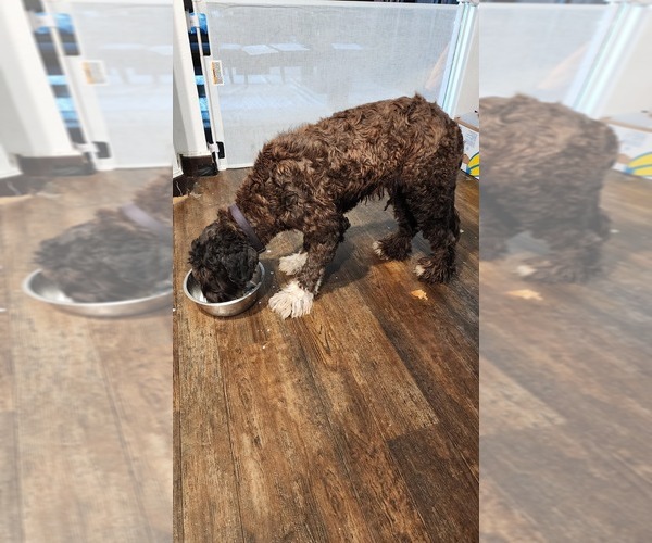 Medium Photo #1 Portuguese Water Dog Puppy For Sale in FORT MYERS, FL, USA