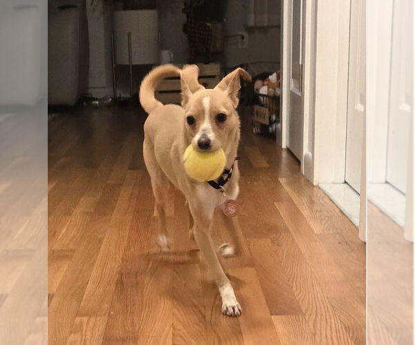 Medium Photo #2 Italian Greyhuahua Puppy For Sale in Wakefield, RI, USA