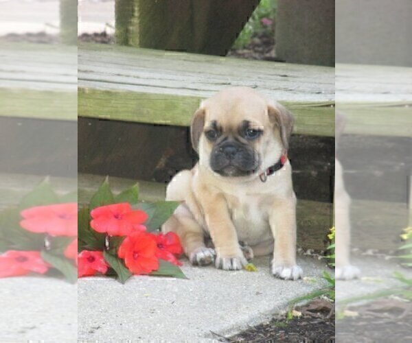 Medium Photo #1 Pug-Puggle Mix Puppy For Sale in VICTORIA, VA, USA