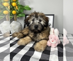 Soft Coated Wheaten Terrier Puppy for sale in FRANKLIN, IN, USA
