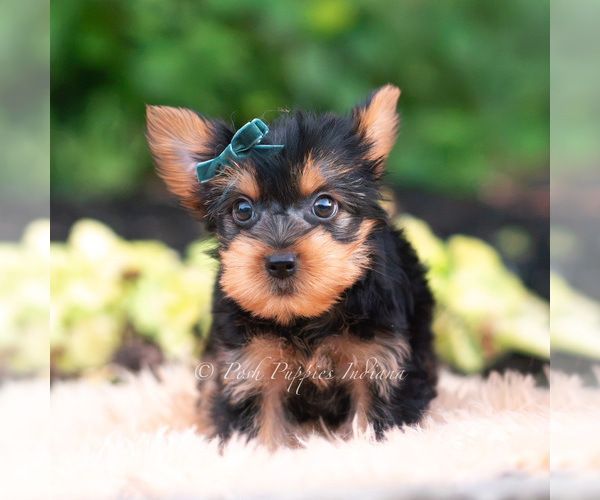 Medium Photo #93 Yorkshire Terrier Puppy For Sale in WARSAW, IN, USA