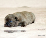 Small #5 French Bulldog
