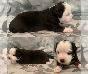 Miniature Australian Shepherd Puppy for sale in BROOKER, FL, USA