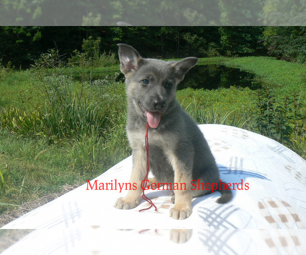 Medium Photo #5 German Shepherd Dog Puppy For Sale in PIEDMONT, MO, USA