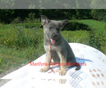 Small #4 German Shepherd Dog