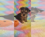 Small Photo #39 Yorkshire Terrier Puppy For Sale in AKRON, OH, USA