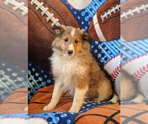 Shetland Sheepdog Puppy for sale in OXFORD, PA, USA