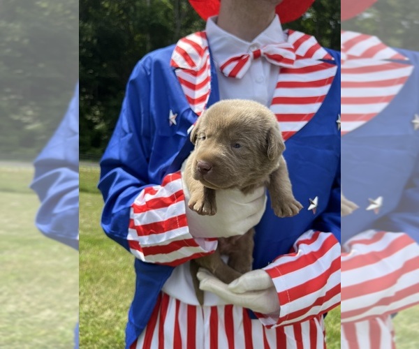 Medium Photo #5 Labrador Retriever Puppy For Sale in NEOLA, WV, USA