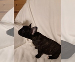 Small Photo #4 French Bulldog Puppy For Sale in COFFEYVILLE, KS, USA