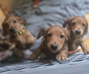 Dachshund Litter for sale in TOMS RIVER, NJ, USA