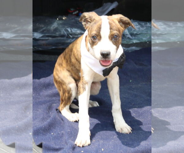 Medium Photo #1 Boston Terrier-Unknown Mix Puppy For Sale in Bandera, TX, USA