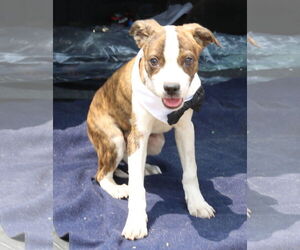 Boston Terrier-Unknown Mix Dogs for adoption in Bandera, TX, USA