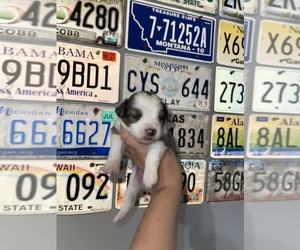 Miniature Australian Shepherd Puppy for sale in PELHAM, AL, USA