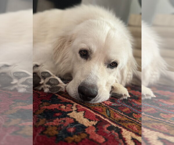 Medium Photo #3 Great Pyrenees Puppy For Sale in Spring, TX, USA