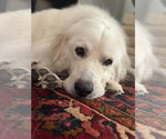 Small #2 Great Pyrenees