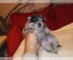 Small Photo #2 Pomeranian Puppy For Sale in DECATUR, TX, USA