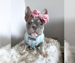 French Bulldog Puppy for sale in BEAUMONT, CA, USA