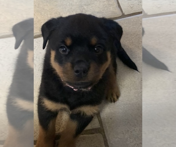 Full screen Photo #6 Rottweiler Puppy For Sale in GRANTS PASS, OR, USA