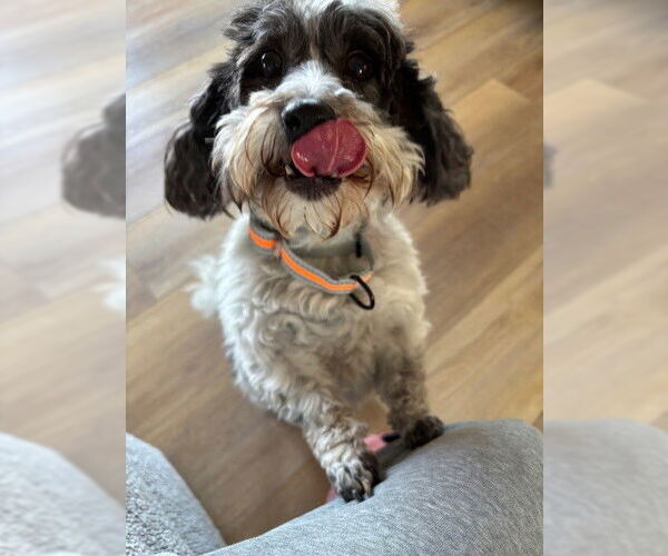 Medium Photo #2 Coton de Tulear Puppy For Sale in Fort Wayne, IN, USA