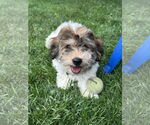 Small #1 Coton de Tulear